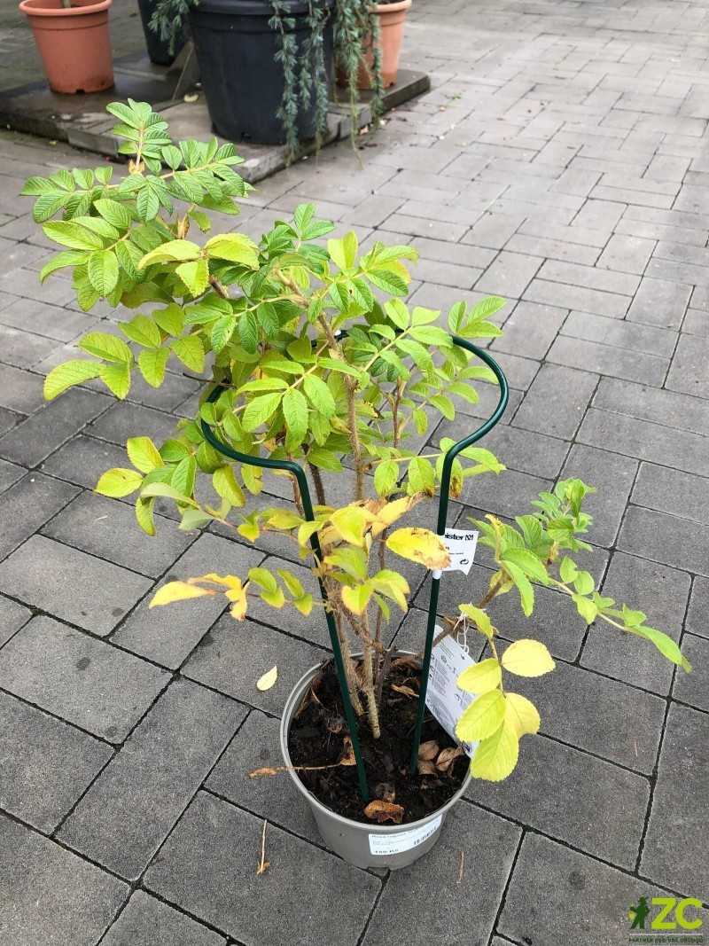 Podpěra rostlin 45cm